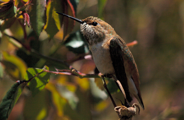 Anna's hummingbird 2